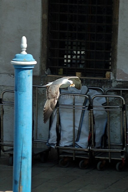 Got it! - Venezia