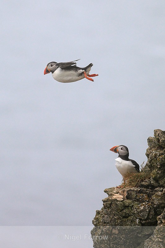 Puffin watches another gliding, Bempton Cliffs, Yorkshire - Puffin