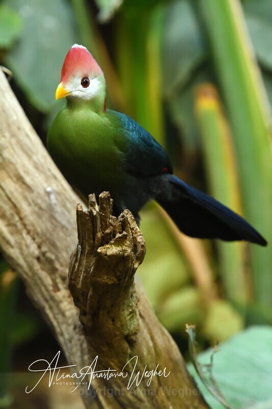  - Birds