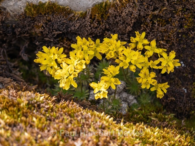 Yellow whitlow grass (Draba aizoides. - Gargano - Wild Flowers