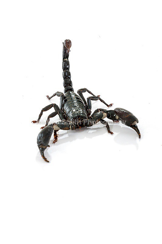 8KJS8775 - Roaming Reptile Show III