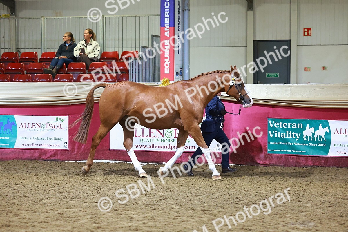 SBM_14715 - Class J - Foreign Breeds Champ