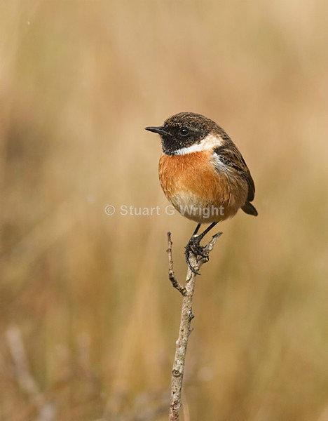 202 - Flycatchers, Redstarts & Stonechats