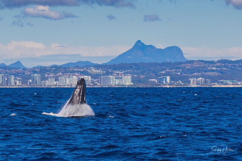 Mt Warning Breach 3. 0A3A2991 - 2025 Whales