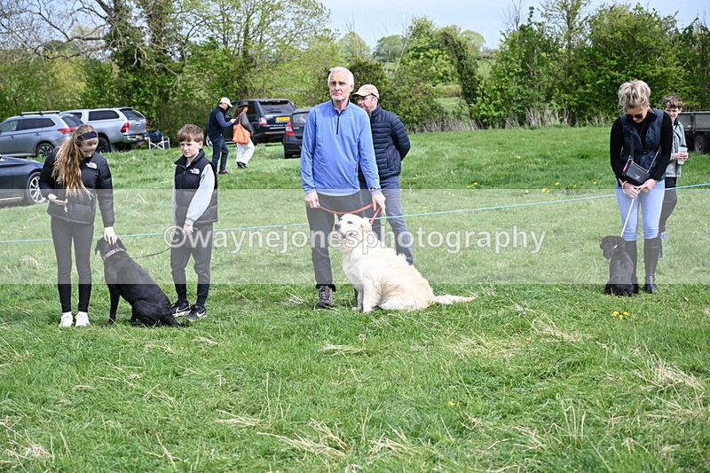 WJ6_8707 - Class 8 Best Working / Gun Dog or Bitch