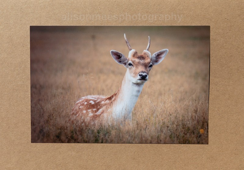 52 Fallow Deer - For Sale - Handmade Cards £2.50 each