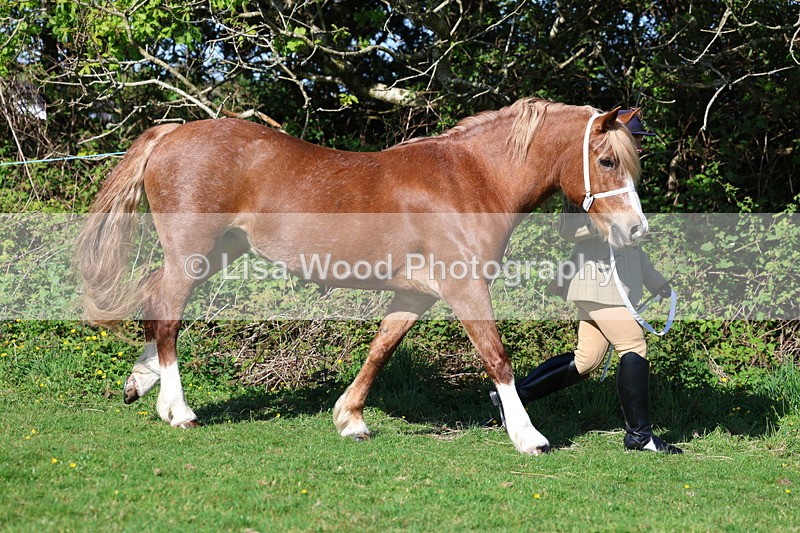 3E7A8537 - Class 13: M & M Large Breeds