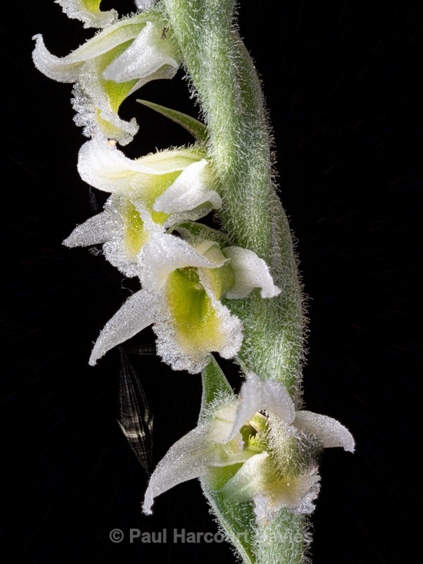 Autumn Ladies Tresses (Spiranthes spiralis) - Wild Orchids - 1