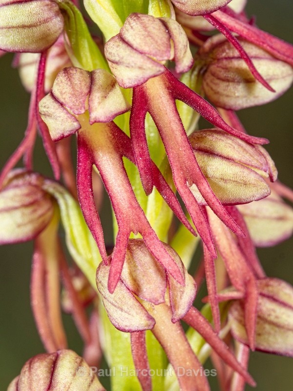 Man Orchid (Orchis anthropophorum synonymous with  Aceras anthrophorum)  - Wild Orchids 2021