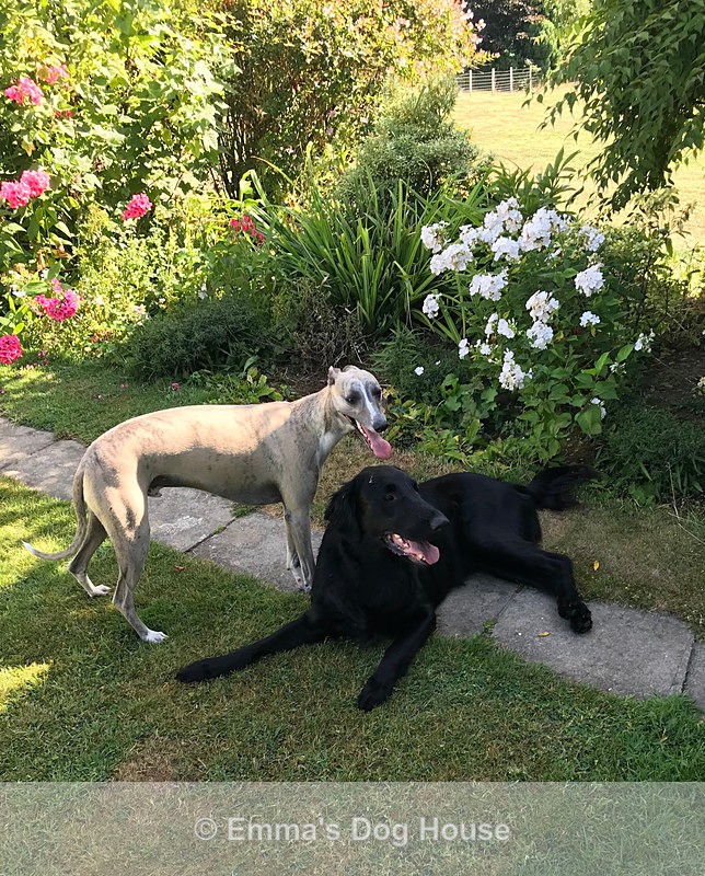  - Dogs
