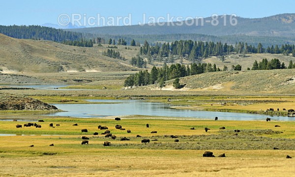 Hayden Valley - Grand Teton National Park