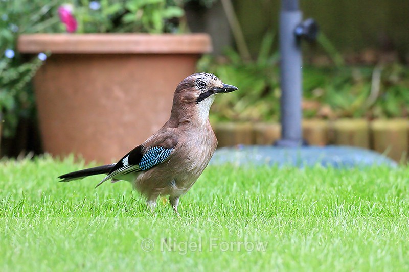Jay in Oxfordshire garden - Jay