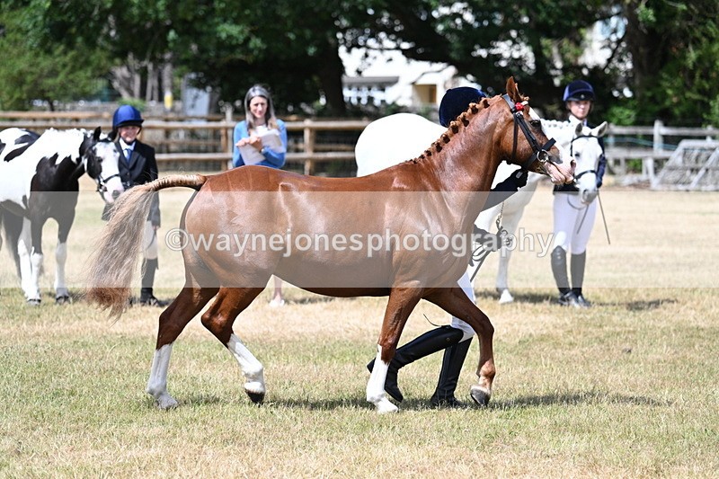WJ7_1561 - Class 4 Prettiest Mare up to 14.2hh in hand