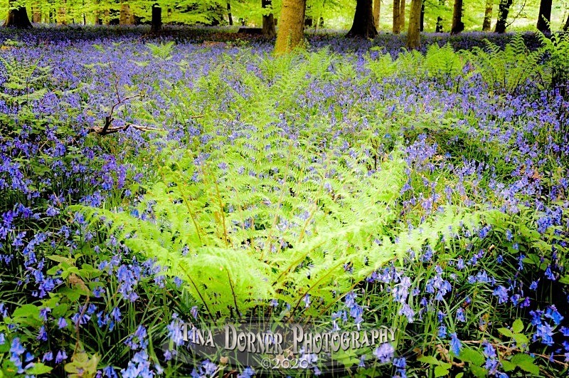 Bluebells & Fern from Forest of Dean Photos by Tina Dorner Photography, Forest of Dean and Wye Valley, Gloucestershire