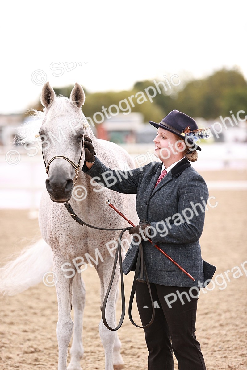 SBM_16233 - Class412 - Handsome Gelding (IH  or Ridden) Adult