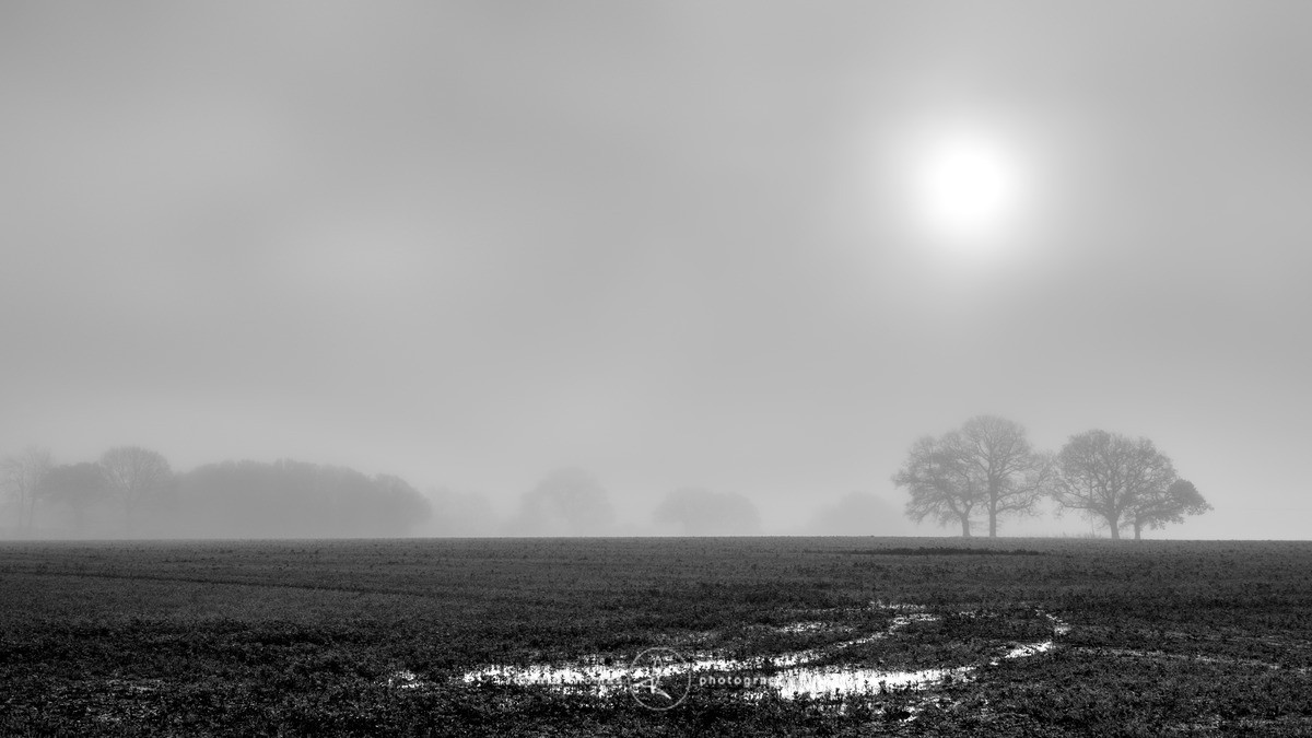 Misty Muddy Puddle - Mono Mist Trees