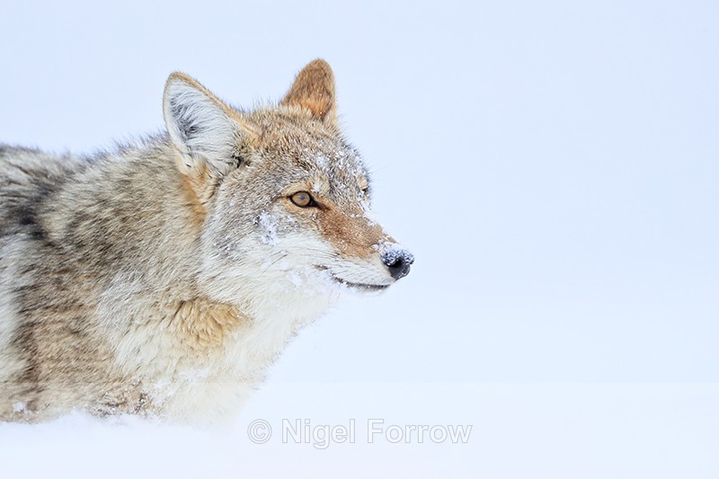 Coyote close portrait, Hayden Valley, Yellowstone National Park - Coyote