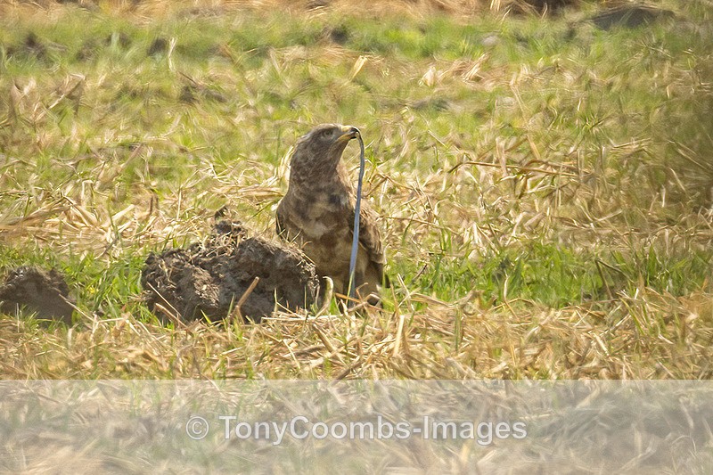 Western Snake Eagle - Mana Pools ~ The Birds