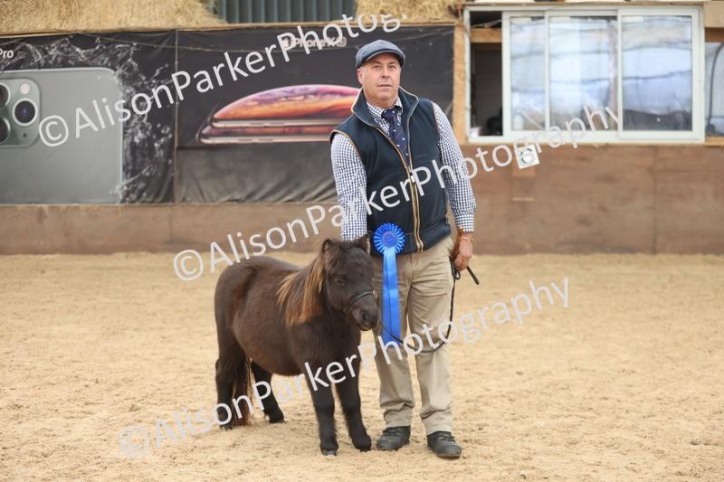 20251109-0212 - Class 10 - Yearling, Colt, Filly or Gelding