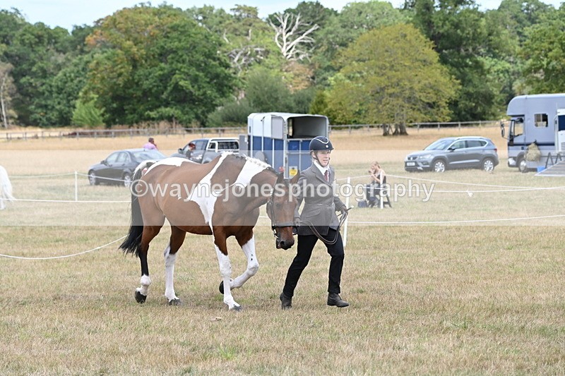 WJ6_5985 - Class 19 In-hand Veterans (Uploaded correct folder)