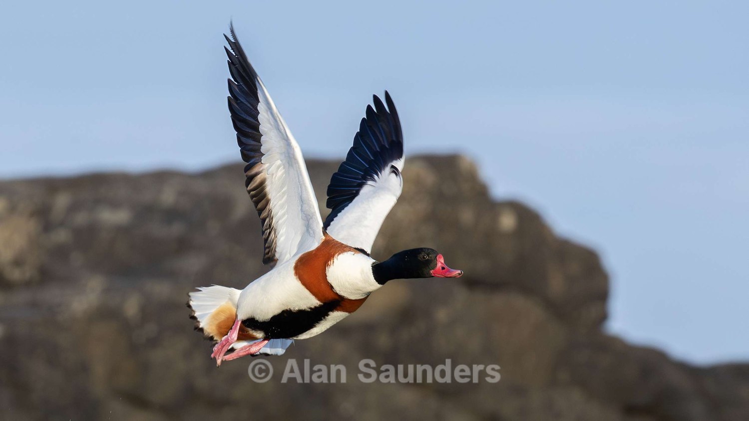 Shelduck 4
