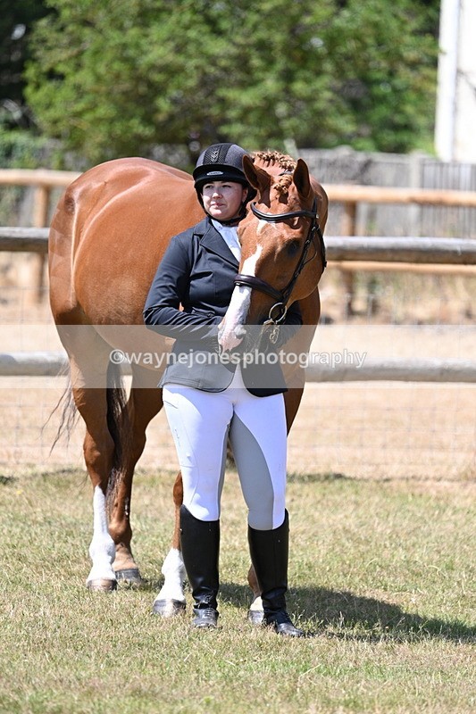 WJ7_2380 - Class 5a Most Handsome Gelding in hand (above 14.2hh)