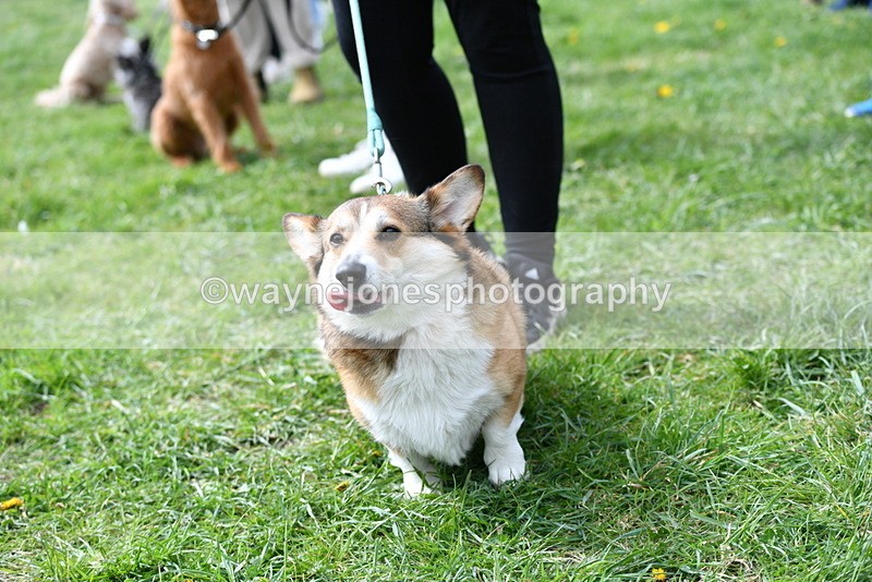WJ5_9738 - Class 3 Most Handsome Dog