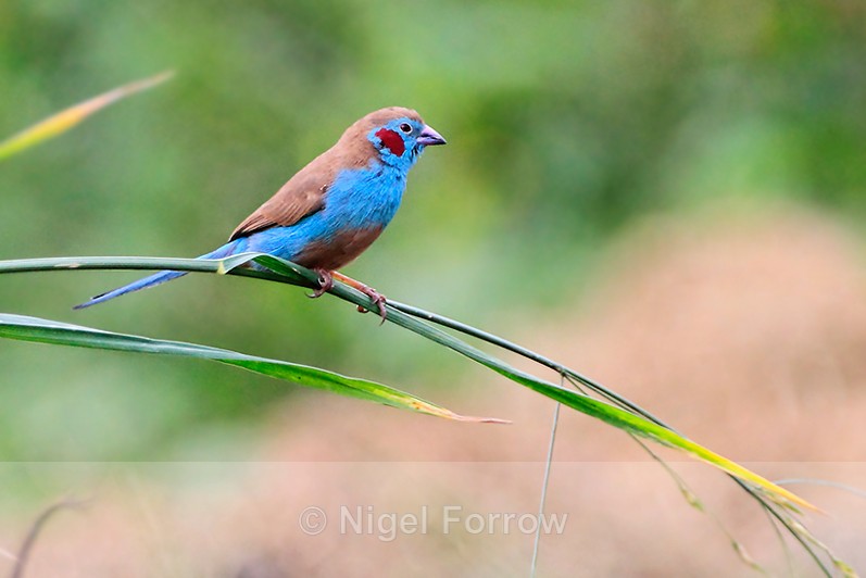 Red-cheeked Cordon-bleu (male) perched on a bending grass stem - Red-cheeked Cordon-bleu