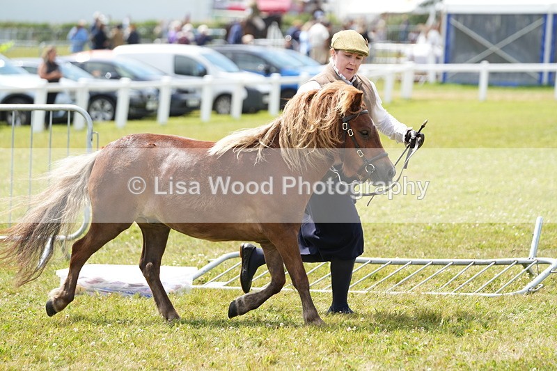 DSC05929 - NPS M&M In Hand Championship