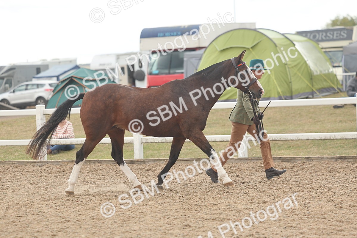 SBM_07615 - Class 26 - IH Foreign Breeds - Part Bred