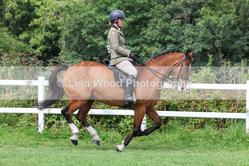 3E7A8671 - Class 5: Working Show Horse