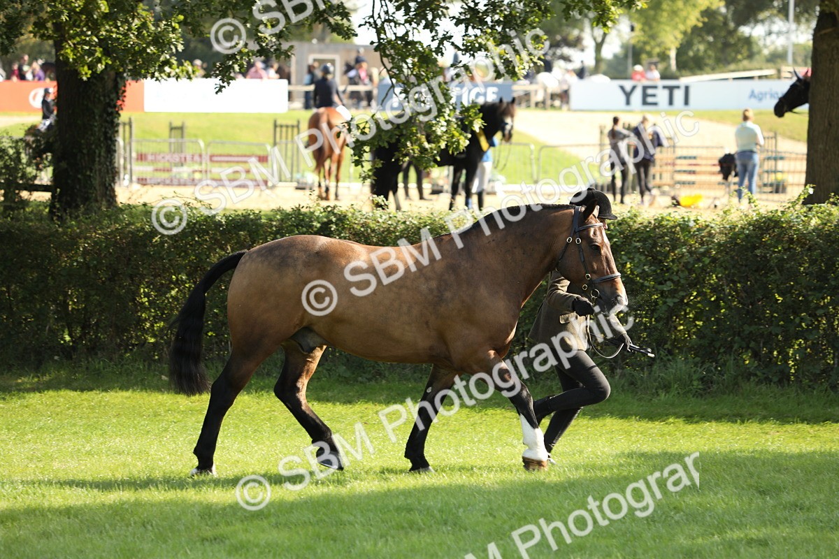 SBM_62331 - S45 - Mini Show Cob In Hand