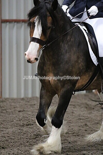 SIAL4158 - CAbin Dressage 5th july 2025