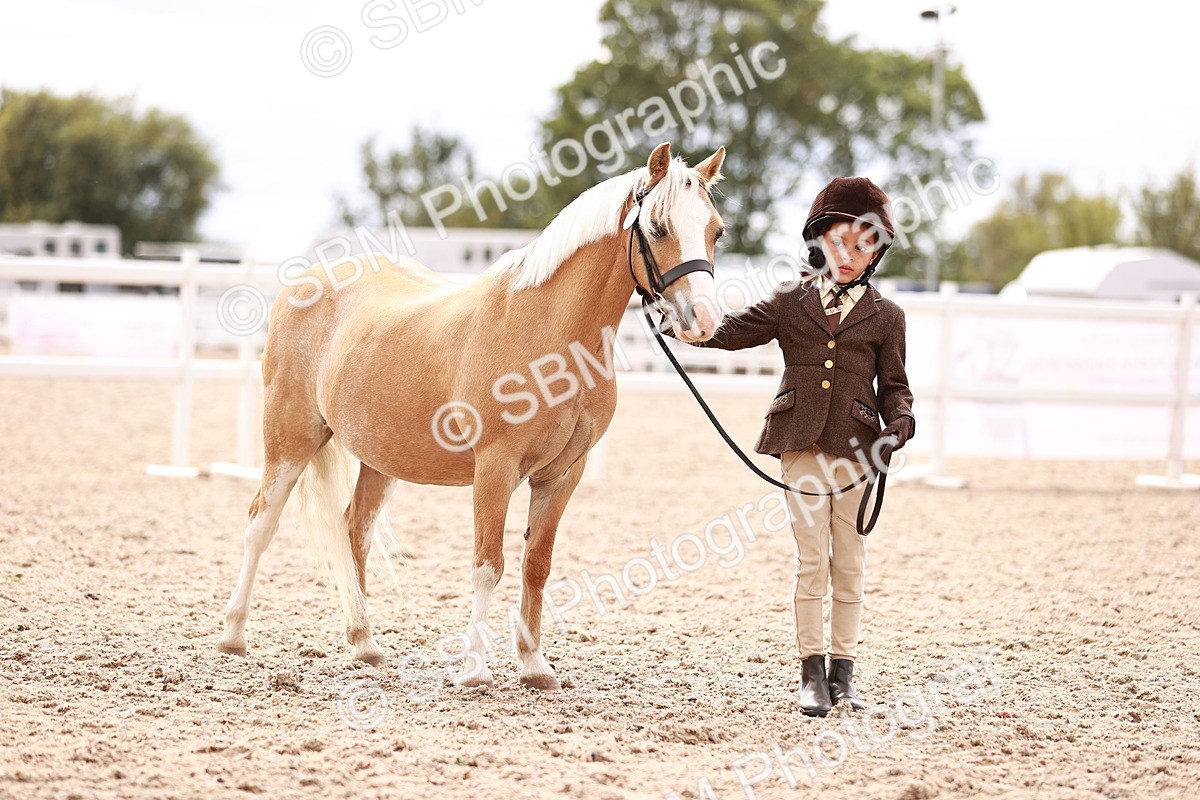 SBM_18258 - Class 416 - Prettiest Mare (IH or Ridden)Jnr
