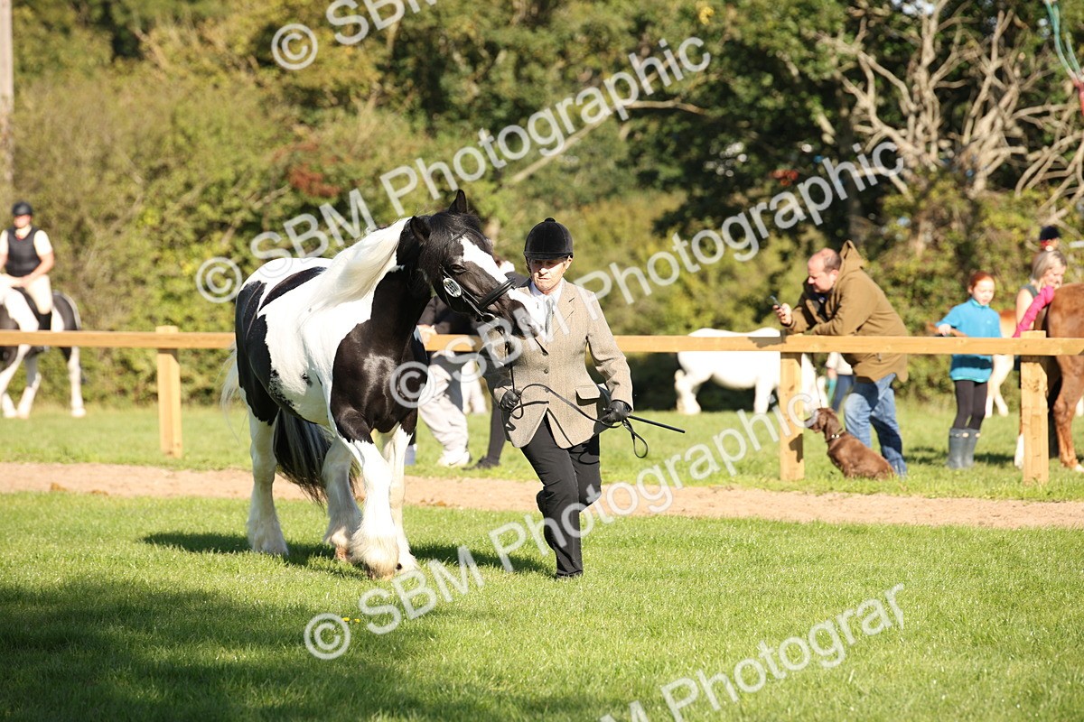 SBM_36555 - S10 - Best In Hand Horse & Pony