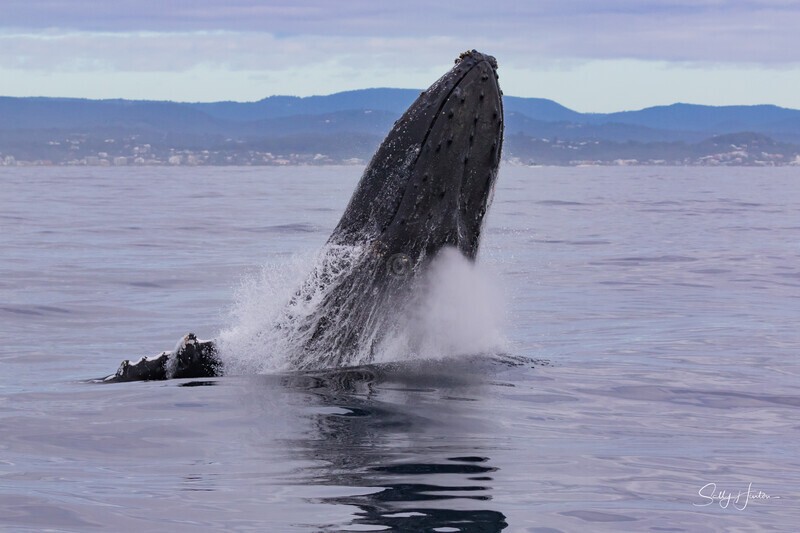 0A3A6201. Breach in Glassy Water 8 - 2023 Whale Photos