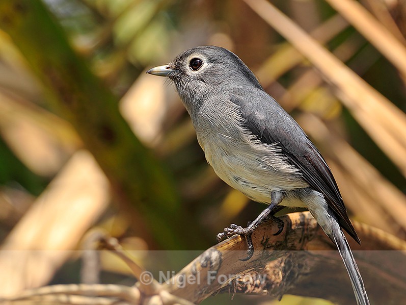 White-eyed Slaty Flycatcher perched on a branch - White-eyed Slaty Flycatcher