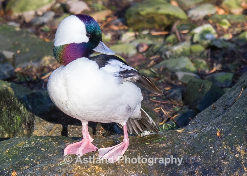 Astland Photography, Bird and Wildlife Images, Susan and Peter Wilson, U.K.