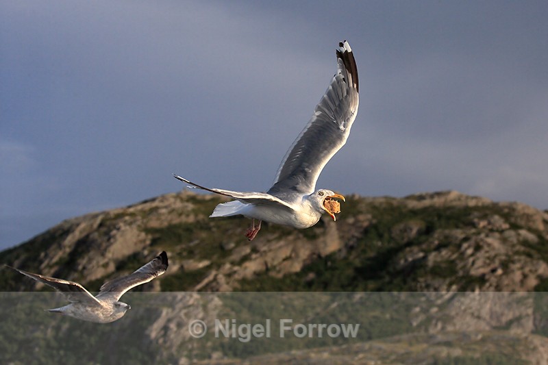 Flying Herring Gull with bread thrown from boat, Flatanger, Norway - Herring Gull