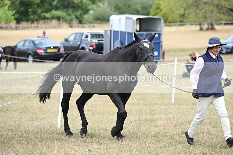 WJ6_5972 - Class 19 In-hand Veterans (Uploaded correct folder)