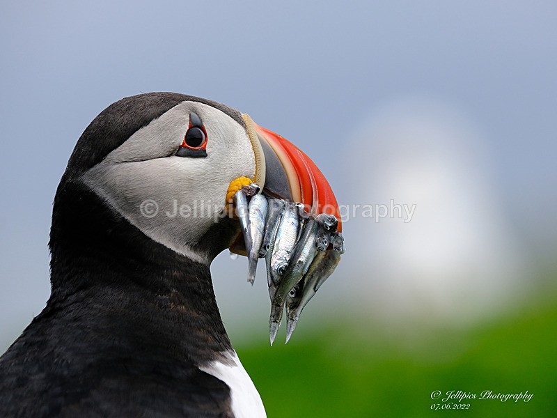  - Wildlife and Nature