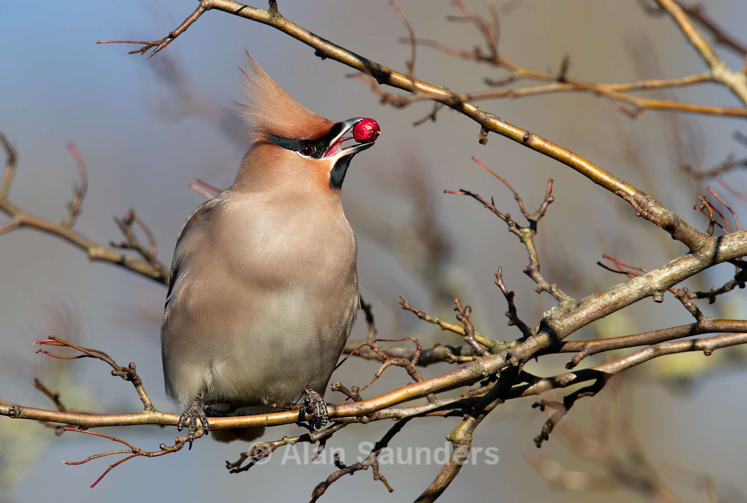 Waxwing 16