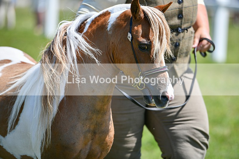 DSC_7153 - Class 61: Miniature Horse 4yrs & over