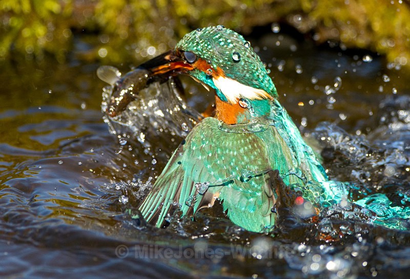 KINGFISHER no 9 - KINGFISHERS