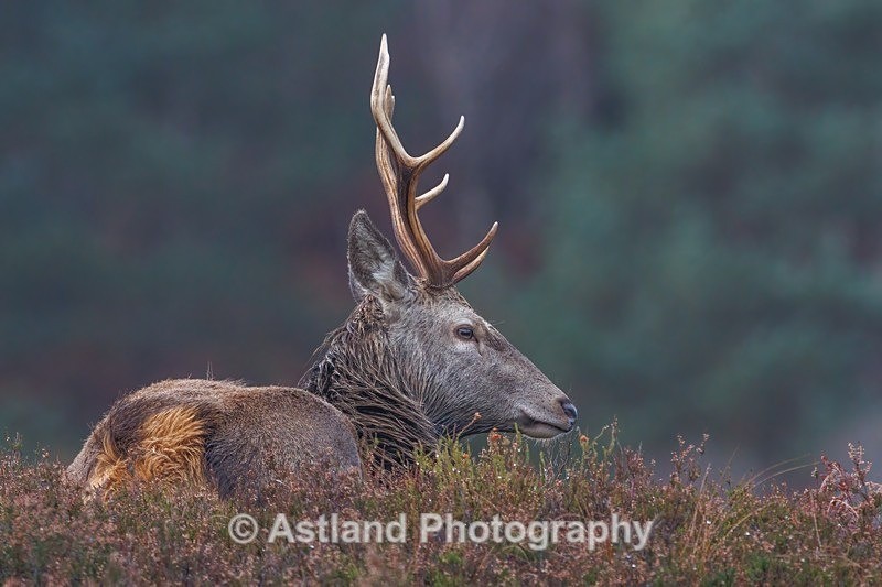 Red Deer - Latest Images