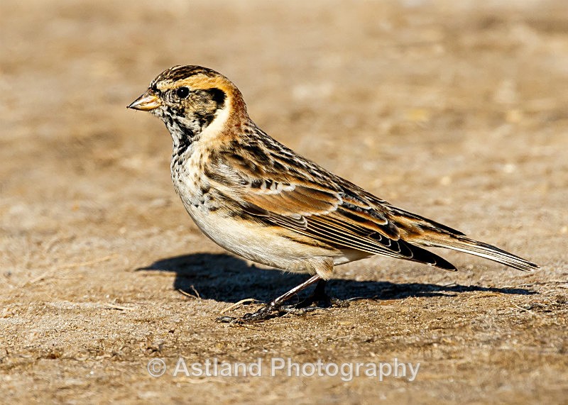 Astland Photography, Bird and Wildlife Images, Susan and Peter Wilson, U.K