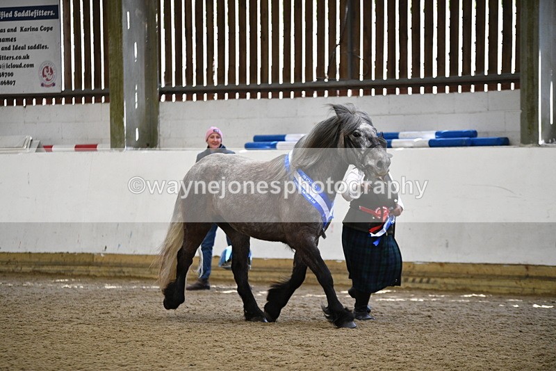 WJ5_5883 - Morning in hand Championship