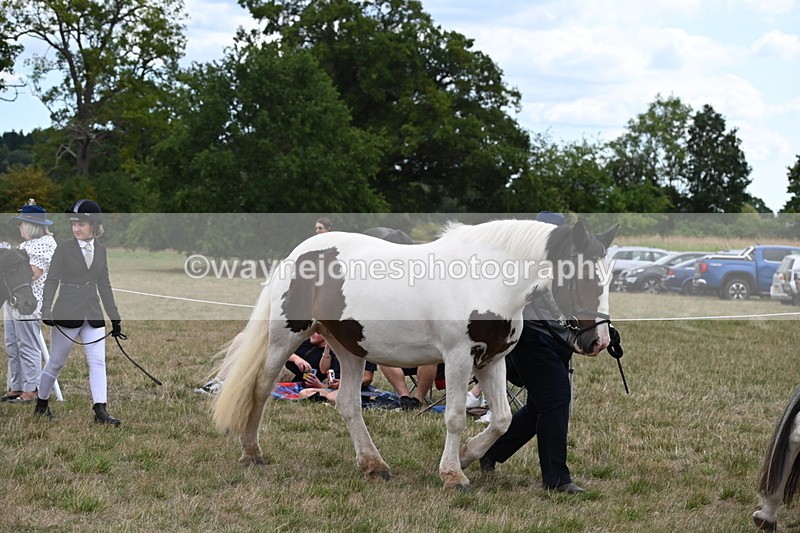 WJ6_5188 - Class 18 In-hand Coloured