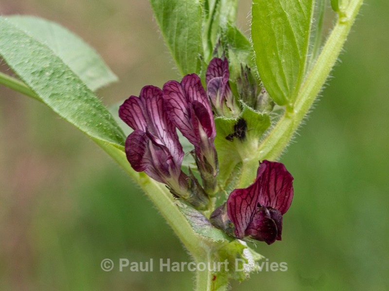 French vetch , Narbon vetch (Vicia narbonensis) - Flower Portraits