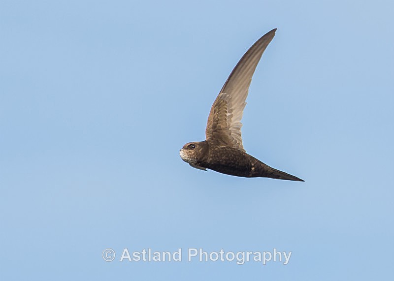 Astland Photography, Bird and Wildlife Images, Susan and Peter Wilson, U.K.